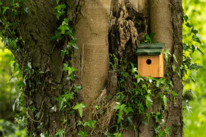 Snoozy Bird Nest Box