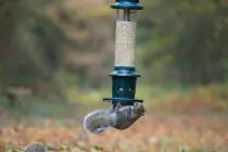 Squirrel Buster® Plus Bird Seed Feeder - 3