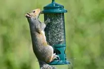 The Squirrel Buster® Bird Feeder - 2