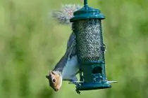 The Squirrel Buster® Bird Feeder - 4
