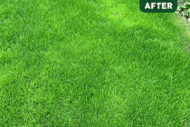 All Rounder Grass Seed - 3
