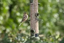 Ring-Pull™ Click Seed Feeder - 4