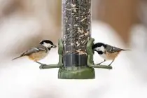 Ring-Pull™ Click Seed Feeder - 2