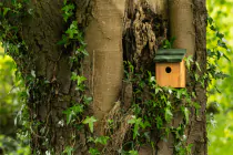 Snoozy Bird Nest Box - 3
