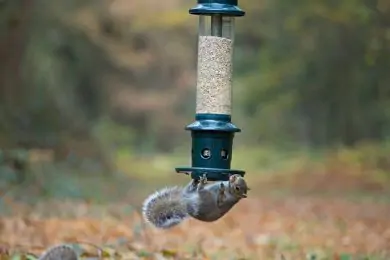 Squirrel Buster® Plus Bird Seed Feeder