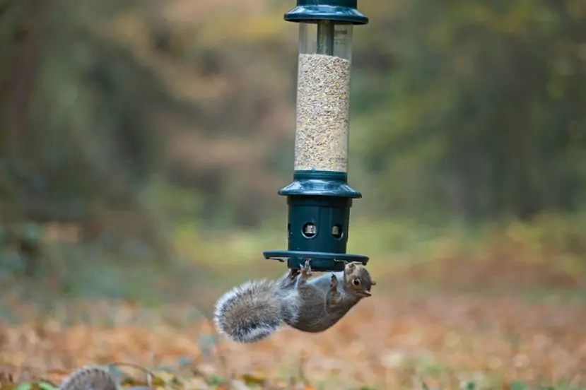 Squirrel Buster® Plus Bird Seed Feeder
