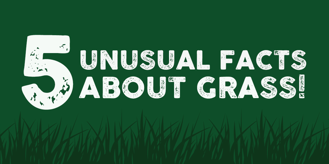 5 unusual facts about grass