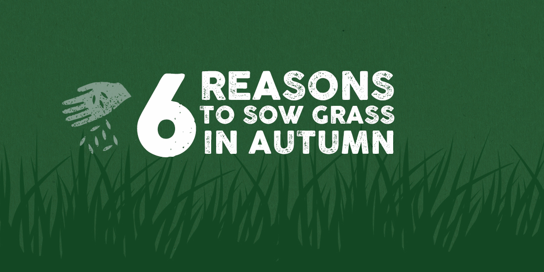 Autumn sowing: Six reasons to sow grass seed in autumn