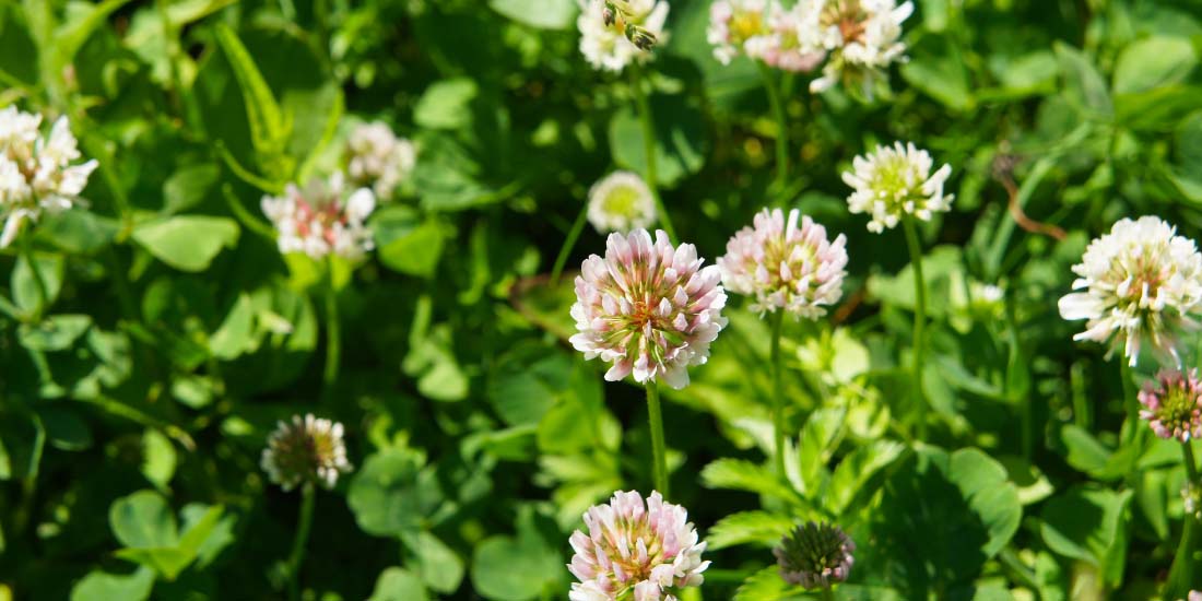 Benefits of clover seed for lawns