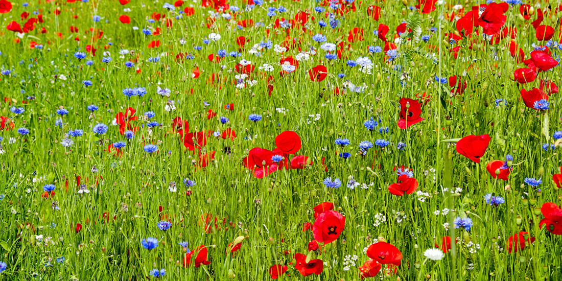 6 Great reasons to sow wildflowers in autumn