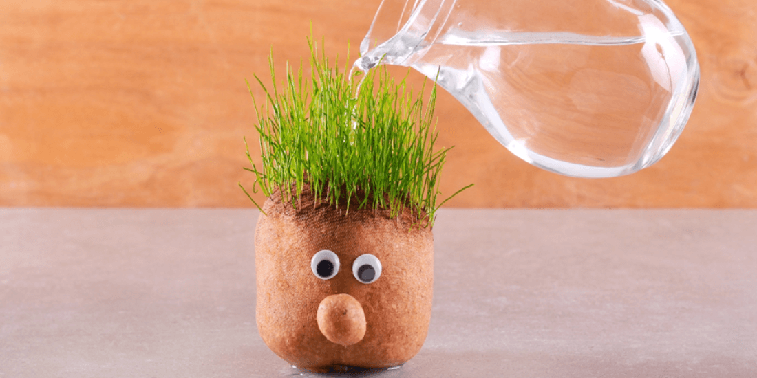 5 Tips on how to make grass grow