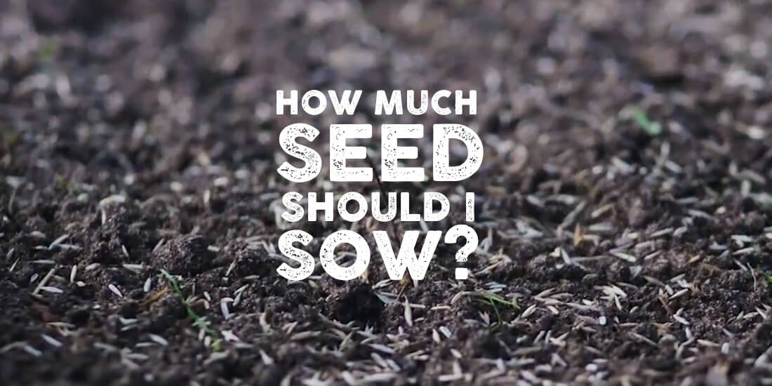 Knowing what to sow: How much grass seed should I sow?