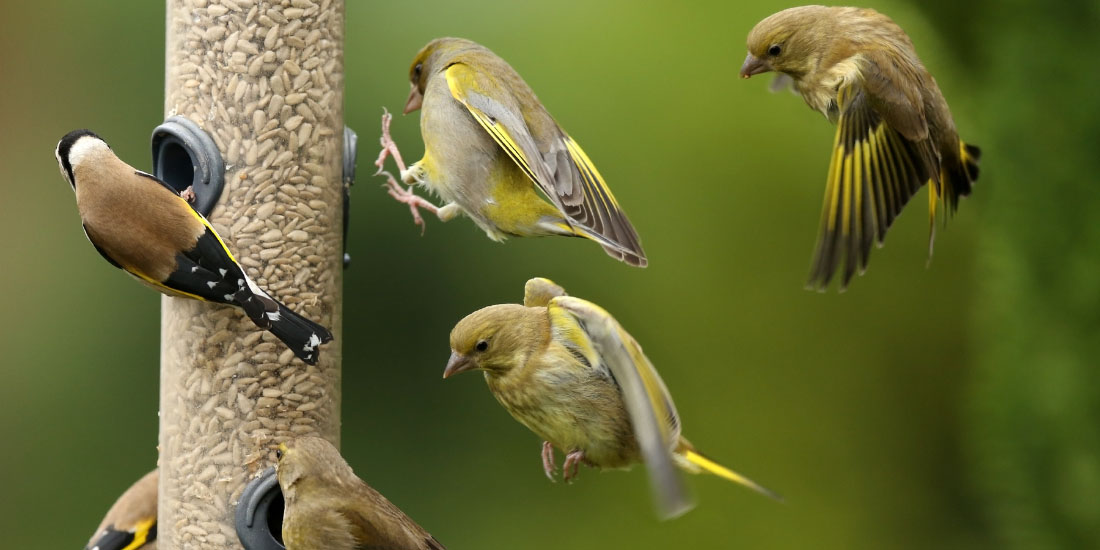 How do you start feeding birds?