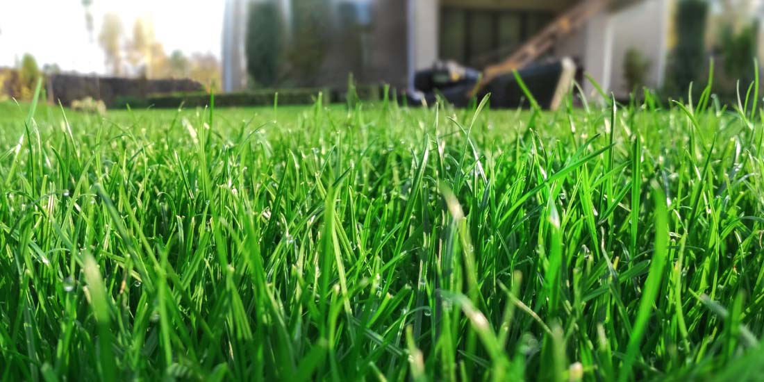 How to Replace Artificial Grass with a Real Lawn