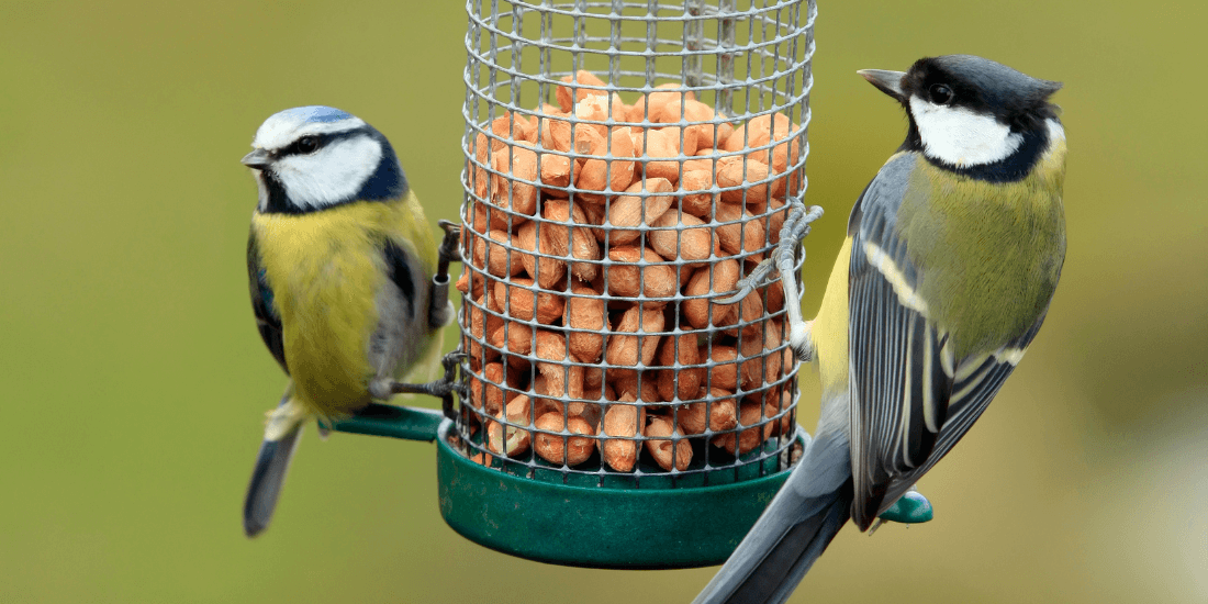 How to choose wild bird food