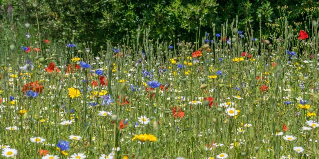 How to establish a wildflower meadow