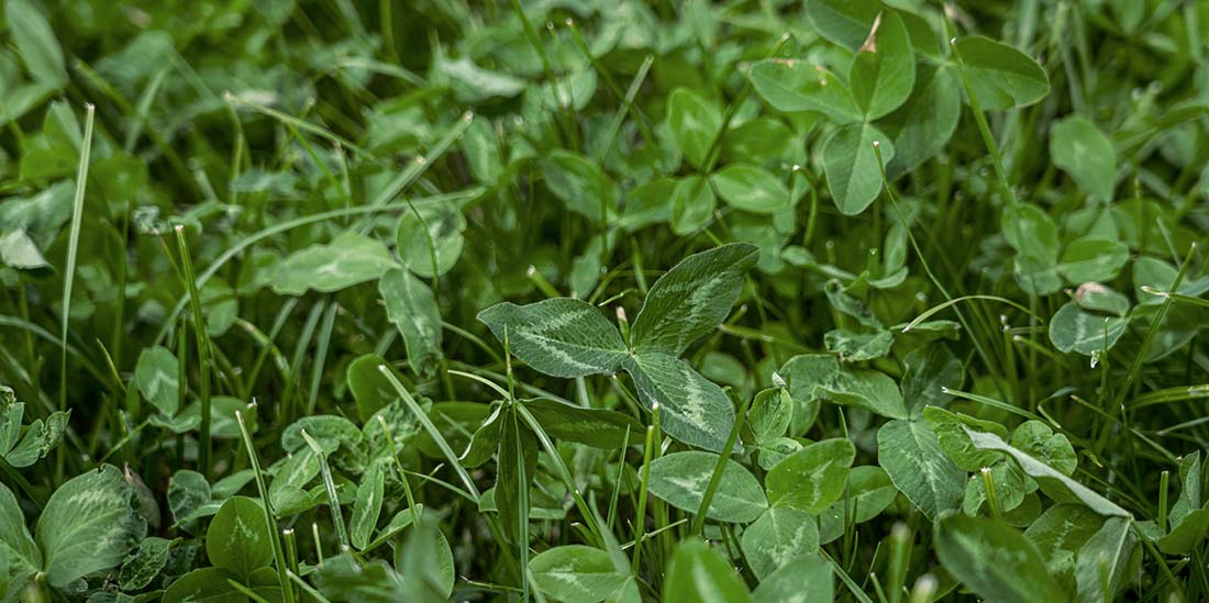How to grow a clover lawn
