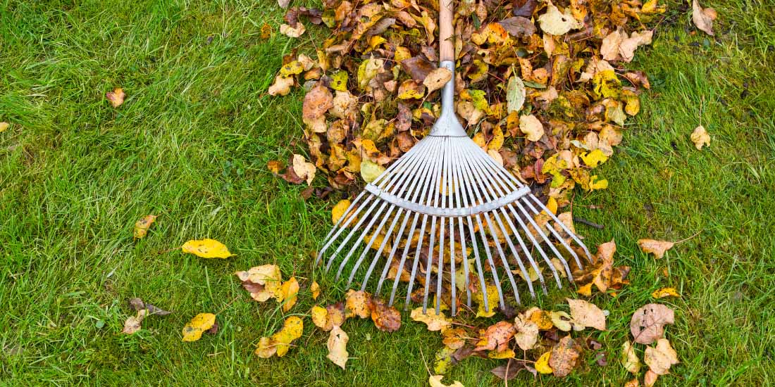 How to keep your lawn healthy in autumn and winter