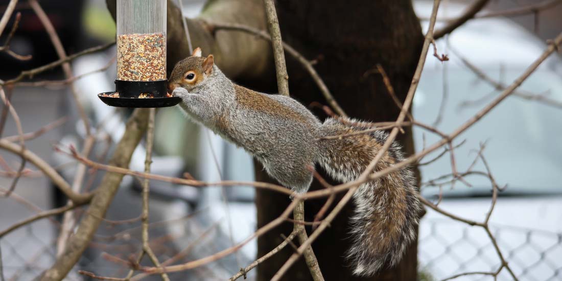How to stop squirrels stealing bird food
