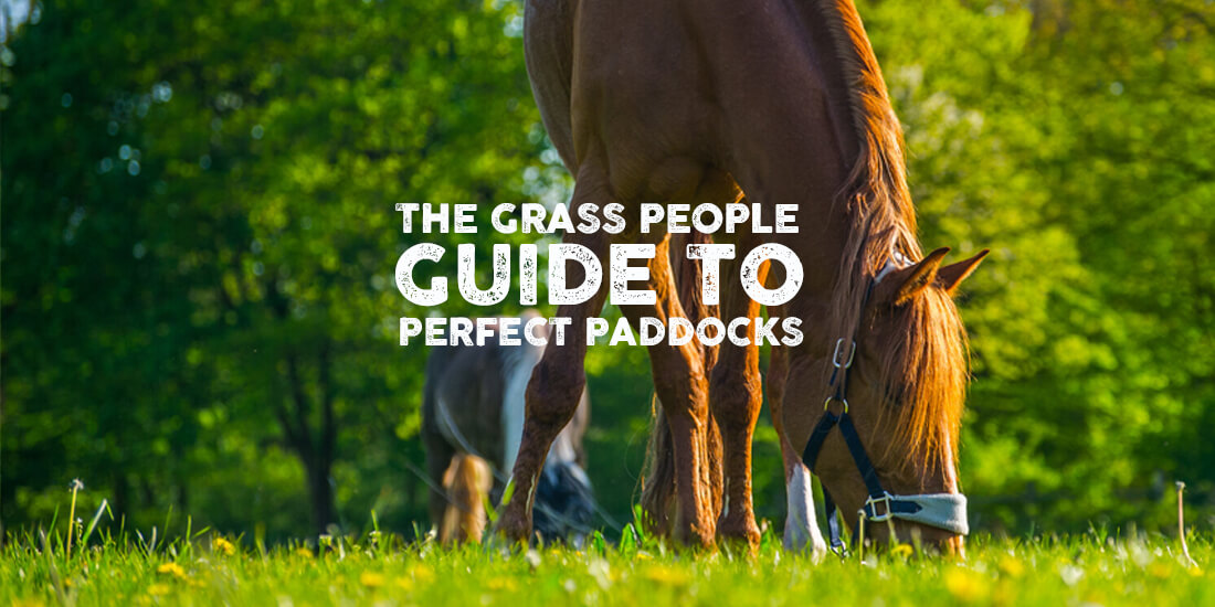 How to manage your horse paddock