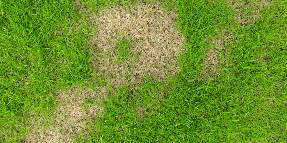 How to plant grass seed in bare spots