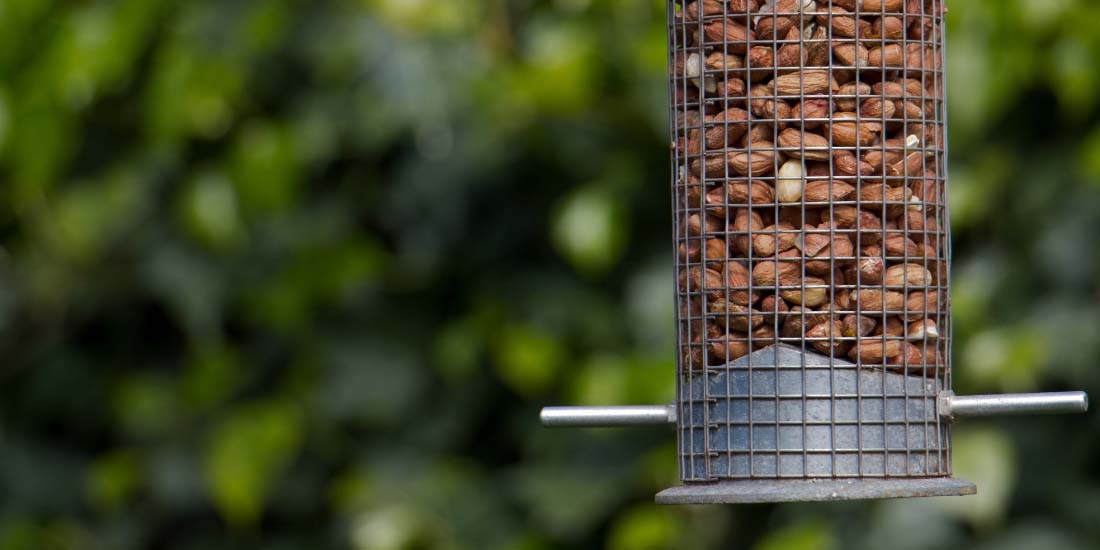 The 5 best hanging bird feeders