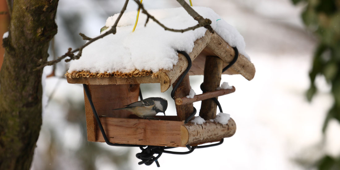 Tips for feeding birds in winter