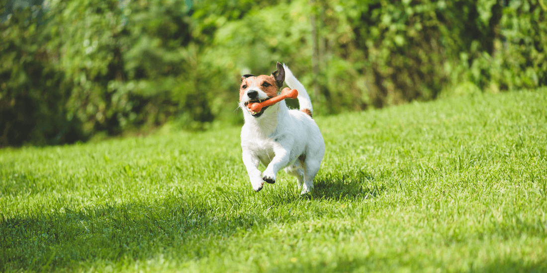 Top tips for maintaining a lawn with pets