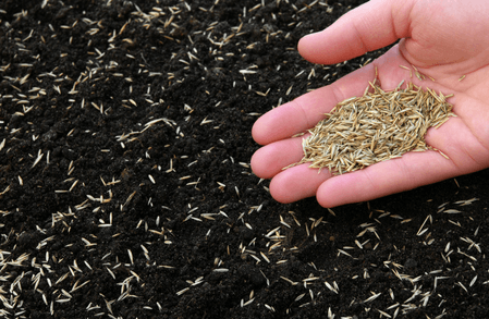Sowing Lawn Seed – Best Practice Tips