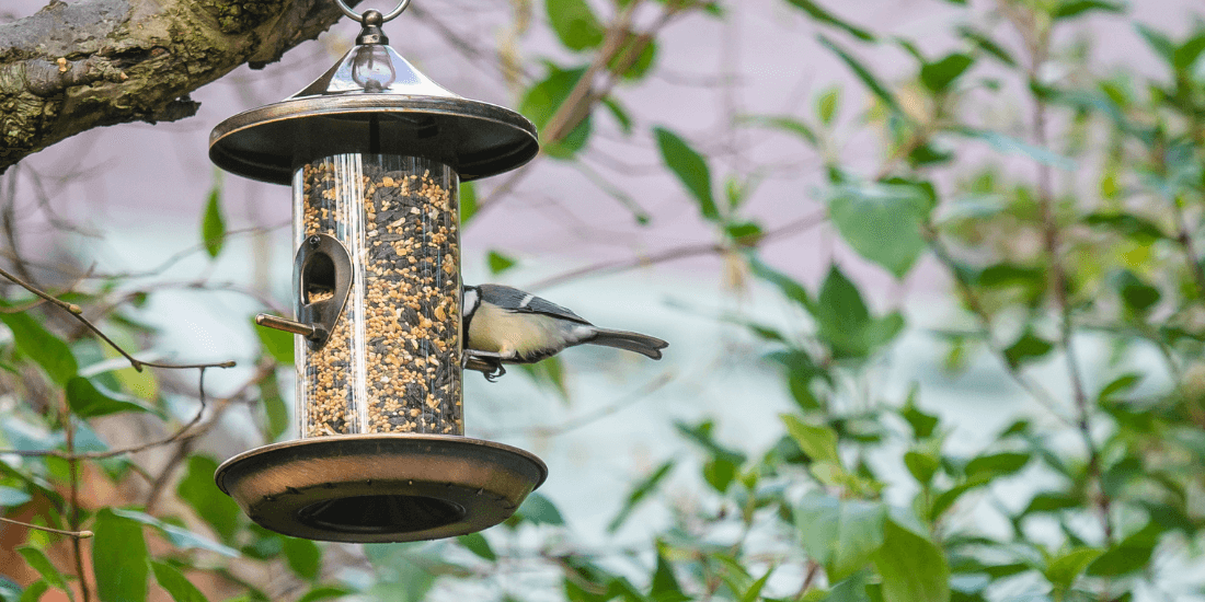 How to clean your bird feeders