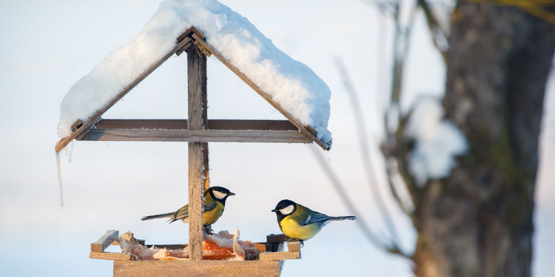 What can I feed birds from my Christmas dinner?
