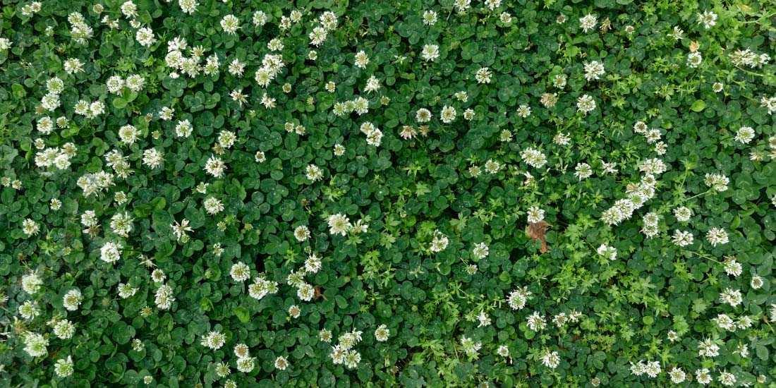 What is a clover lawn?