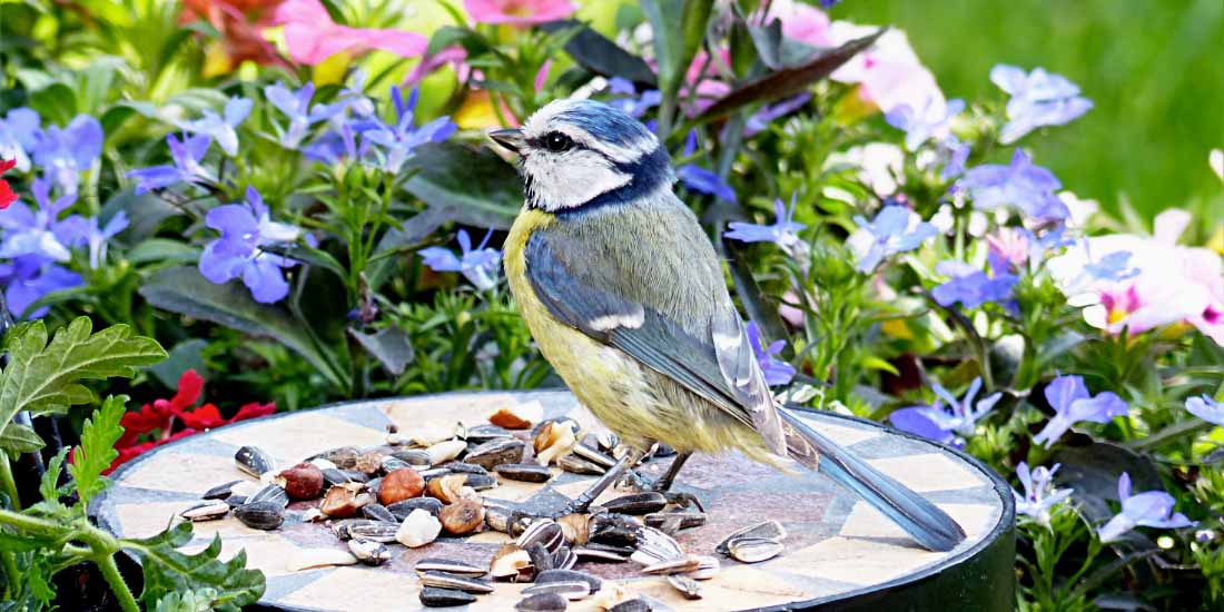 What to feed birds in summer?