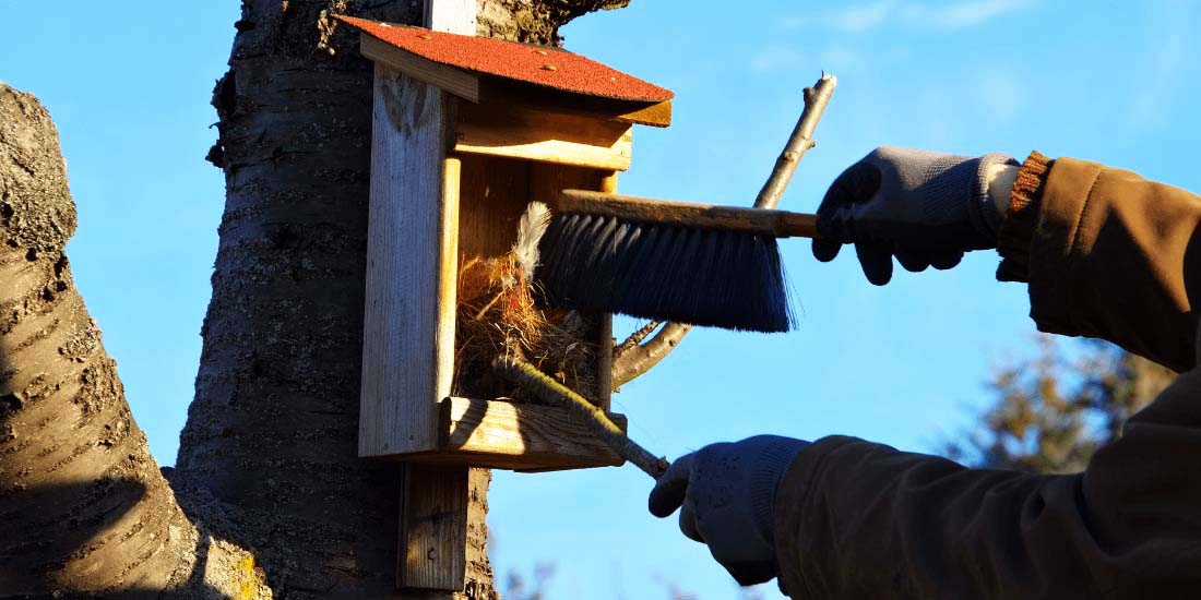 When to clean out bird nest boxes