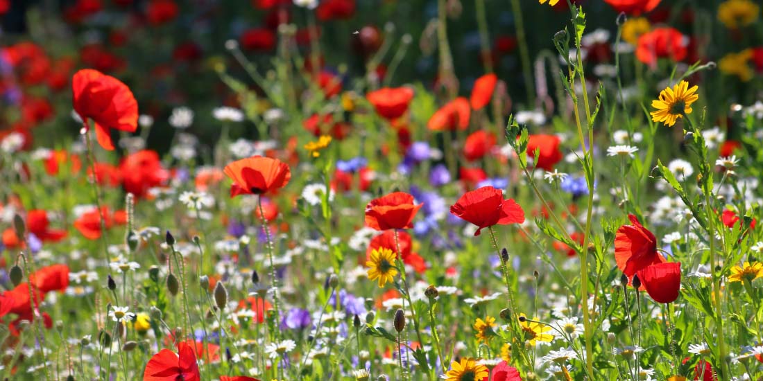 When to plant wildflower seeds