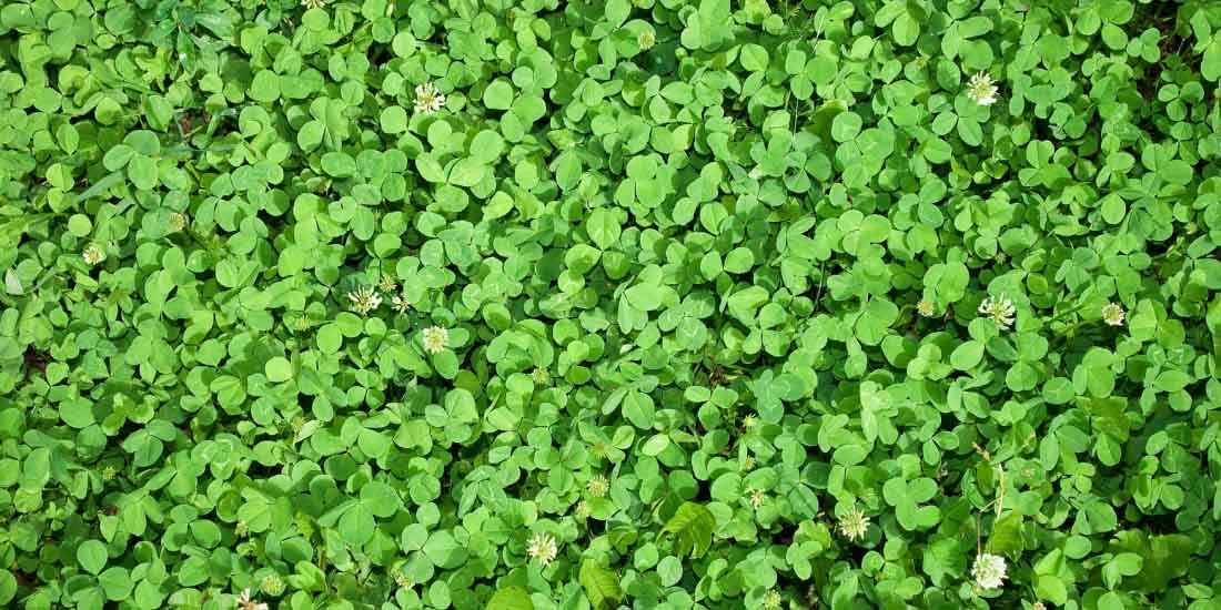 When to sow clover seeds UK