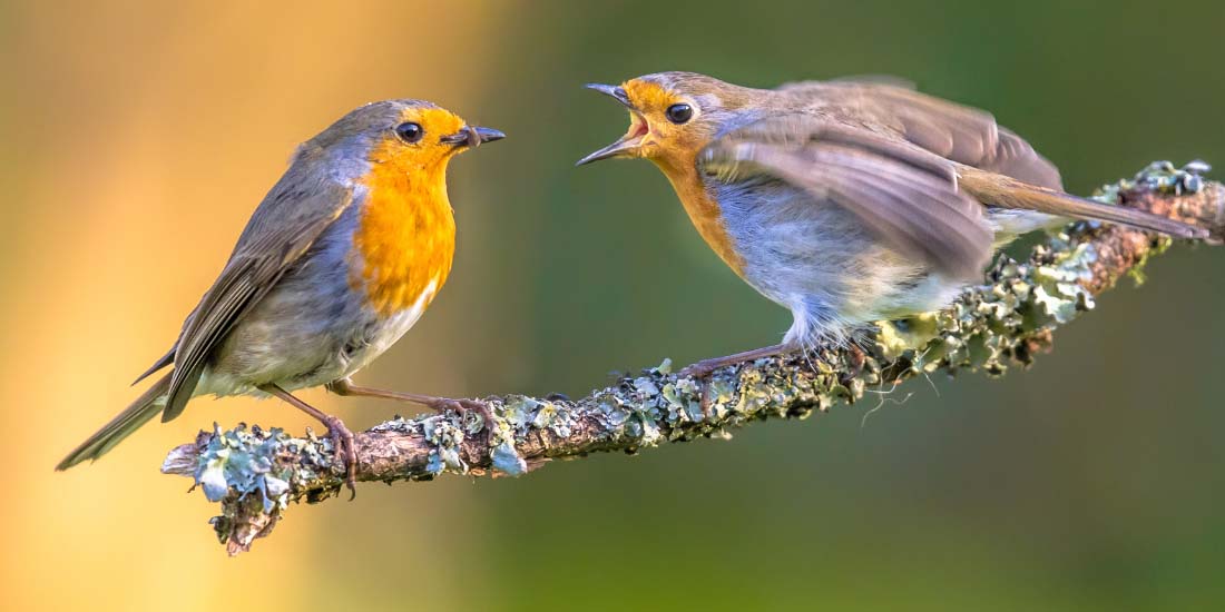 When to stop feeding birds in summer UK