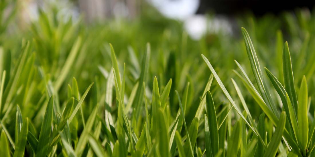When to use lawn weed and feed