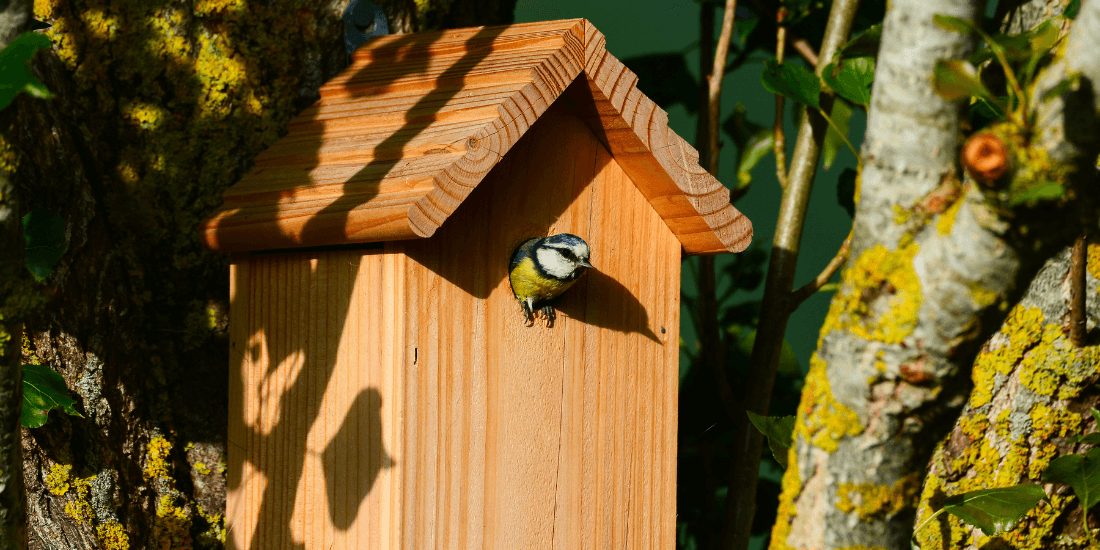 Where should nesting boxes be placed?