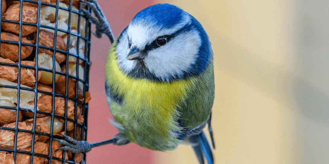 Where to place bird feeders