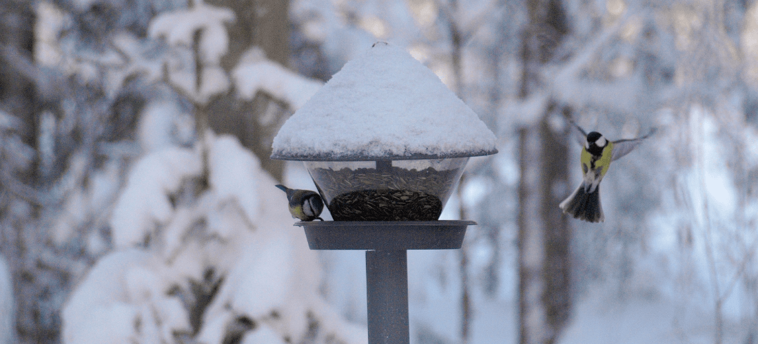 Why should you feed birds in winter?