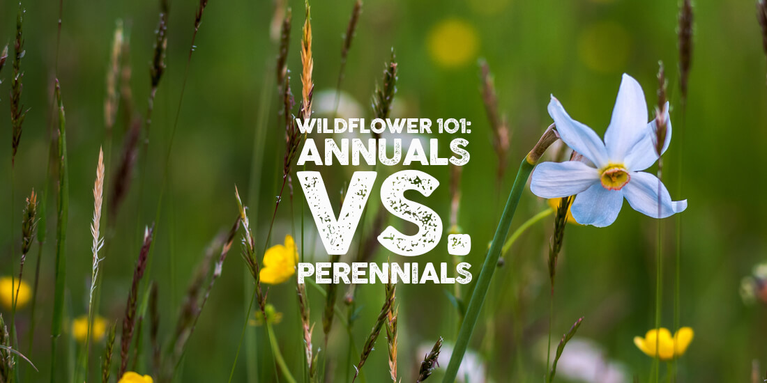 Wildflower 101: Annuals vs. Perennials