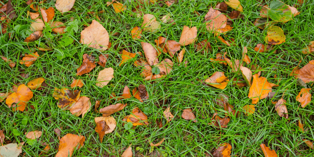 Autumn Grass Sowing Tips