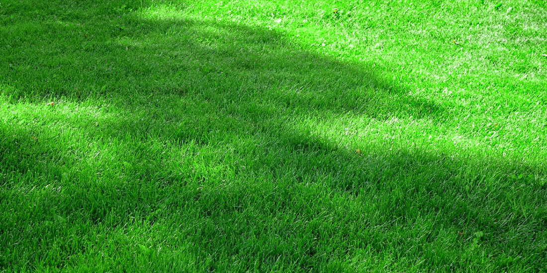 The best shade mix for lawns