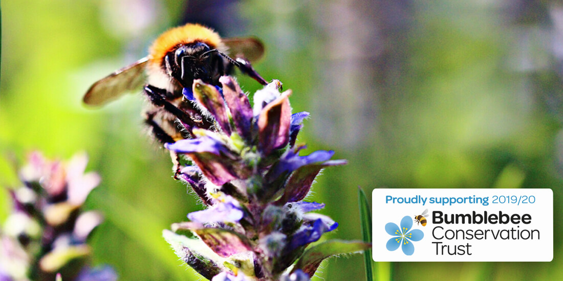 Wildflower Competition: Support the Bumblebee Conservation Trust