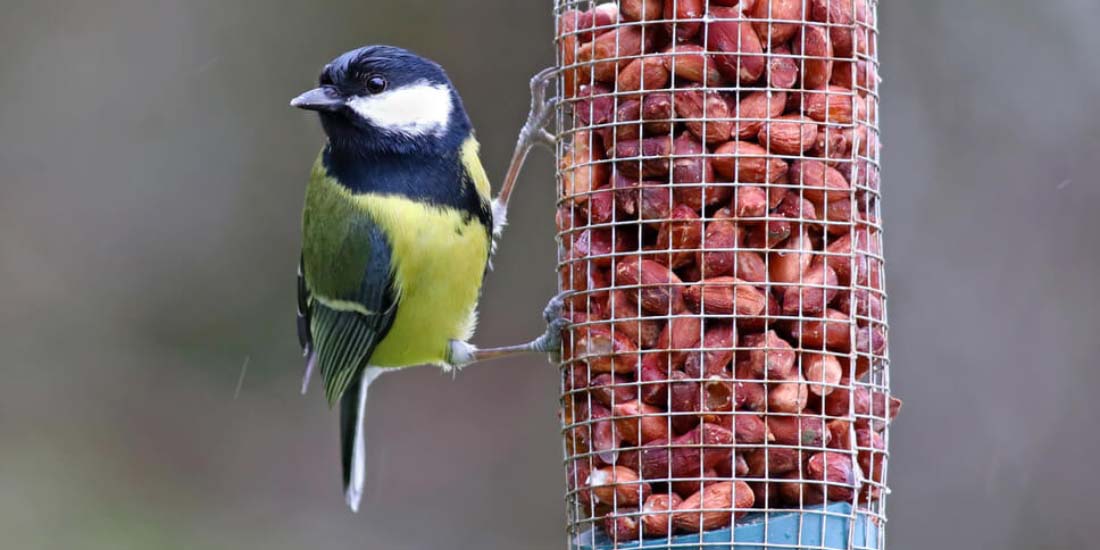 Can I stop feeding birds?