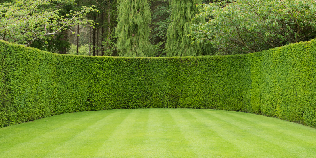 How to care for a fine leafed lawn