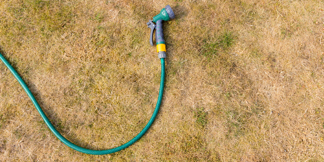 The Post Drought Lawn Repair Guide