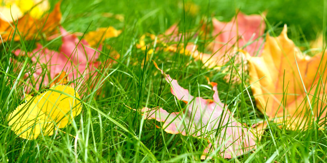 What autumn lawn fertiliser should I use?