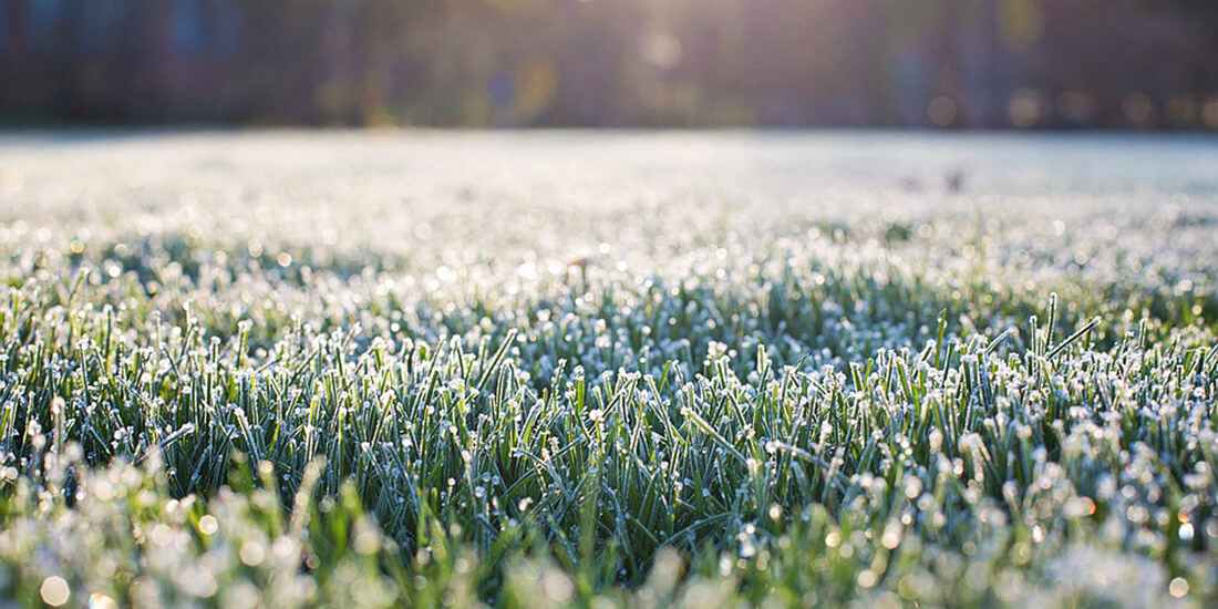 First frosts: How does frost affect your lawn?